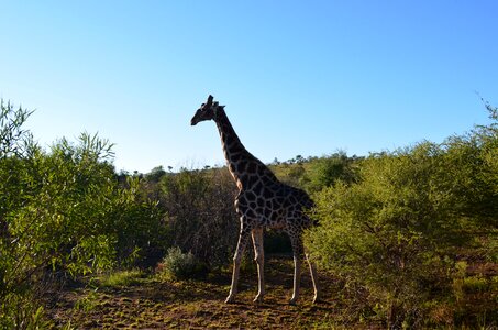 Africa animals safari