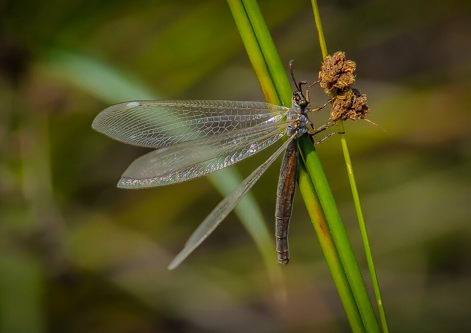 Animal nature wing