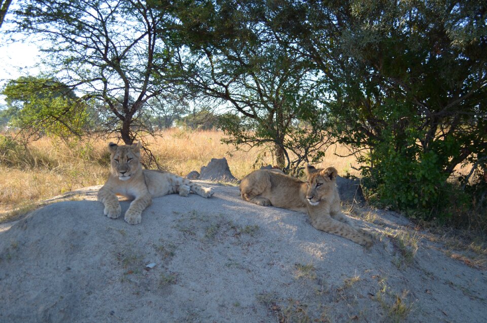 Africa wildlife cubs