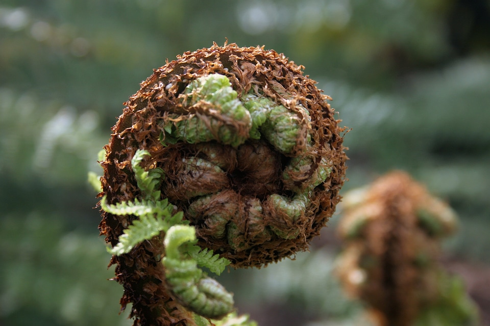 Fern green frond photo