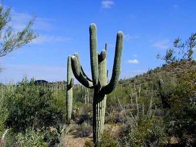 Arizona desert usa photo