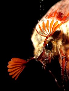 Krabbeltier nature insect