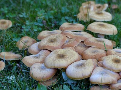 Nature plant toxic