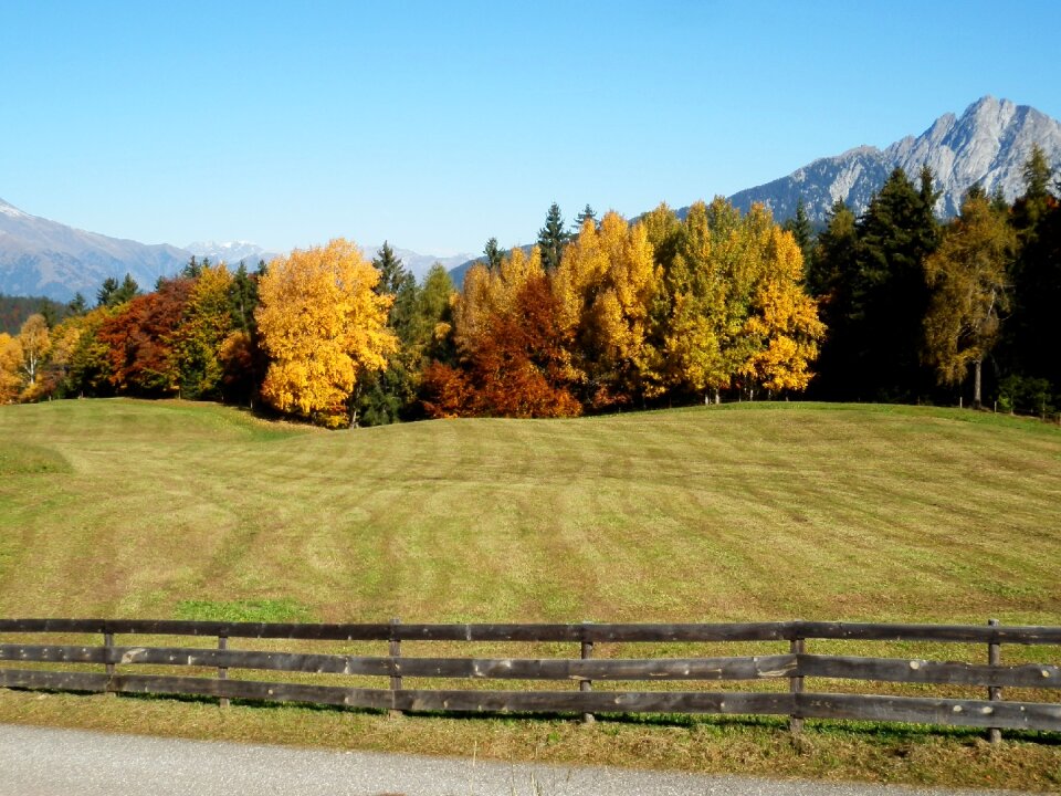 Trees nature autumn