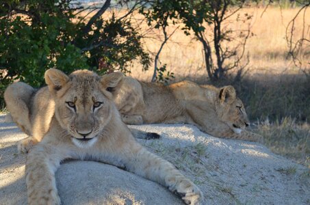 Africa wildlife cubs photo