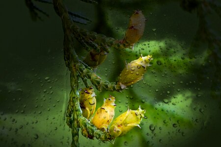 Branch wet lens nature