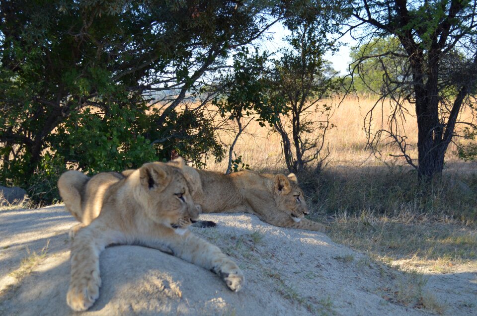 Africa wildlife cubs