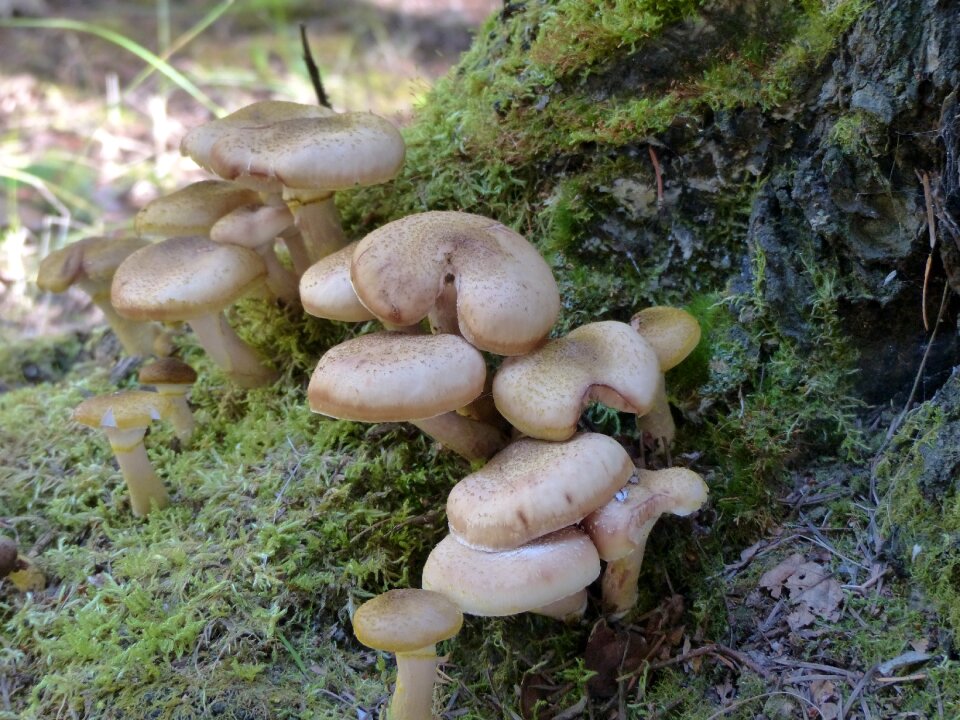 Nature plant toxic