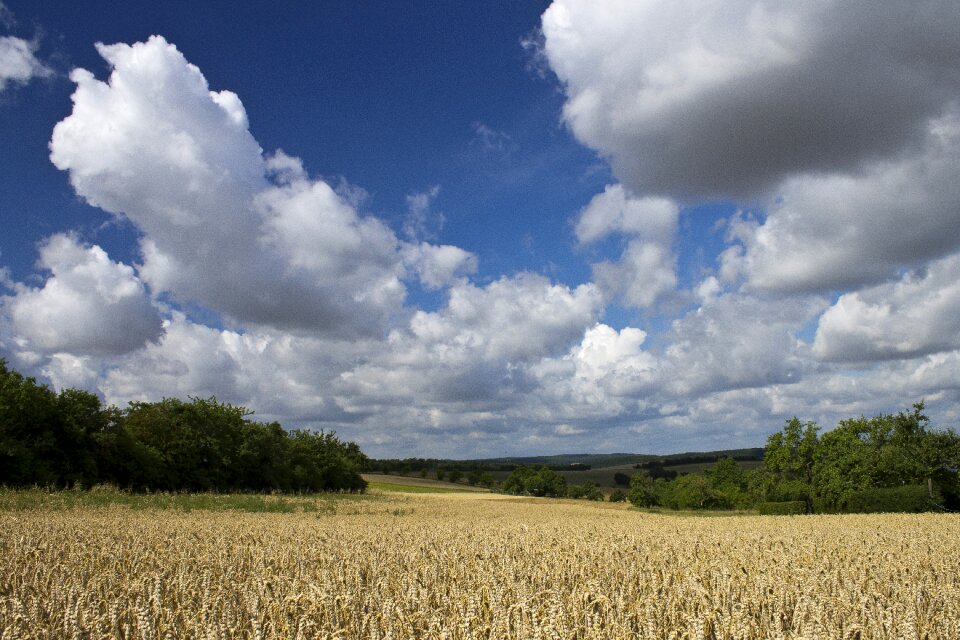 Cornfield agriculture nature
