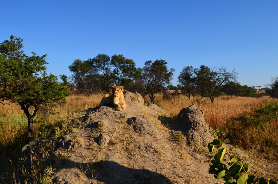 Africa wildlife cub