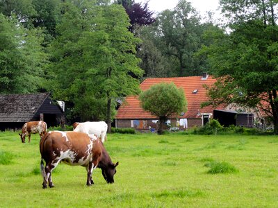 Cattle pasture field