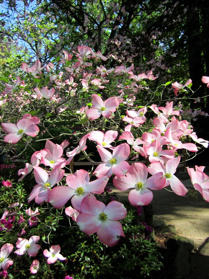 Blossom bloom petals
