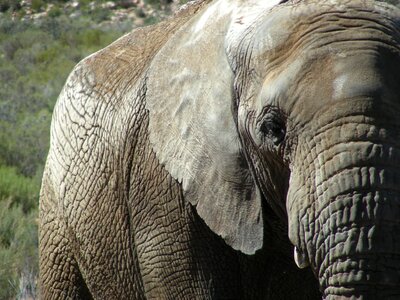 Pachyderm safari africa photo