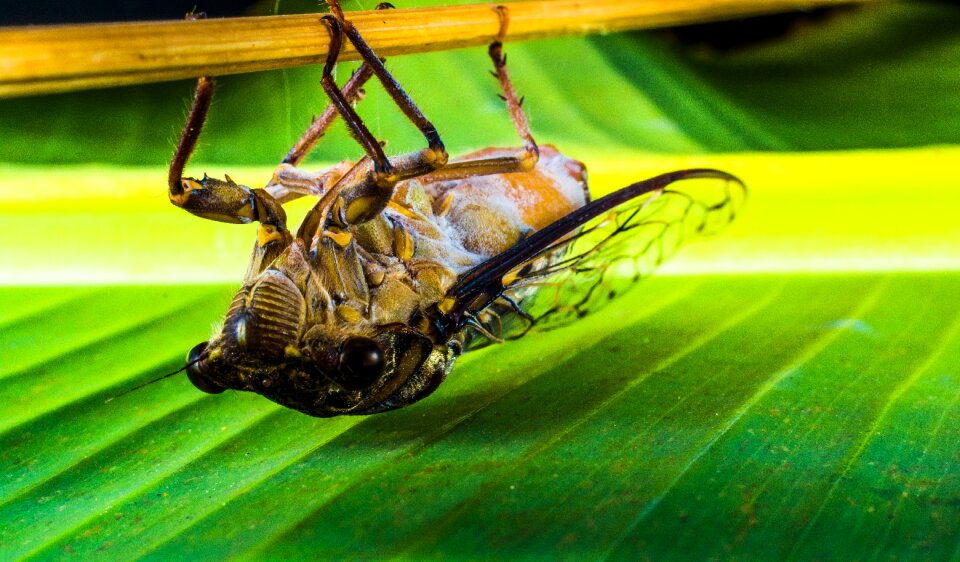 New insect whopper close up photo