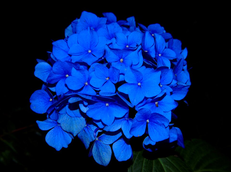 Flower garden plant blue