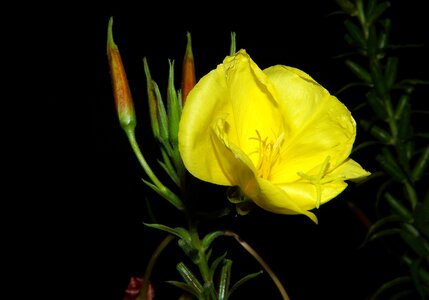 Close up flower garden yellow