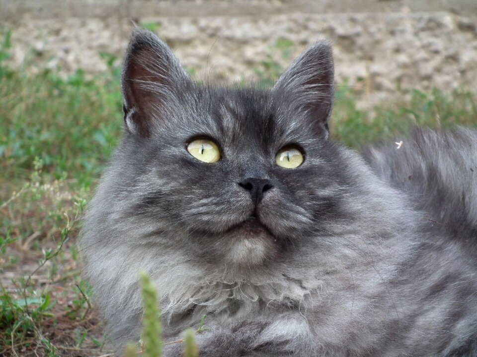 Cat's eye cute kitten