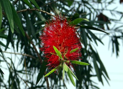 Tree india flora
