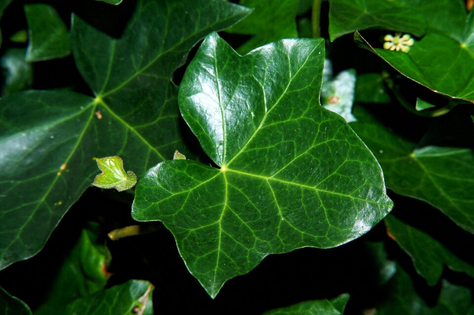 Green close up plant