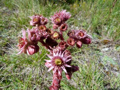 Wild plant mountain summer