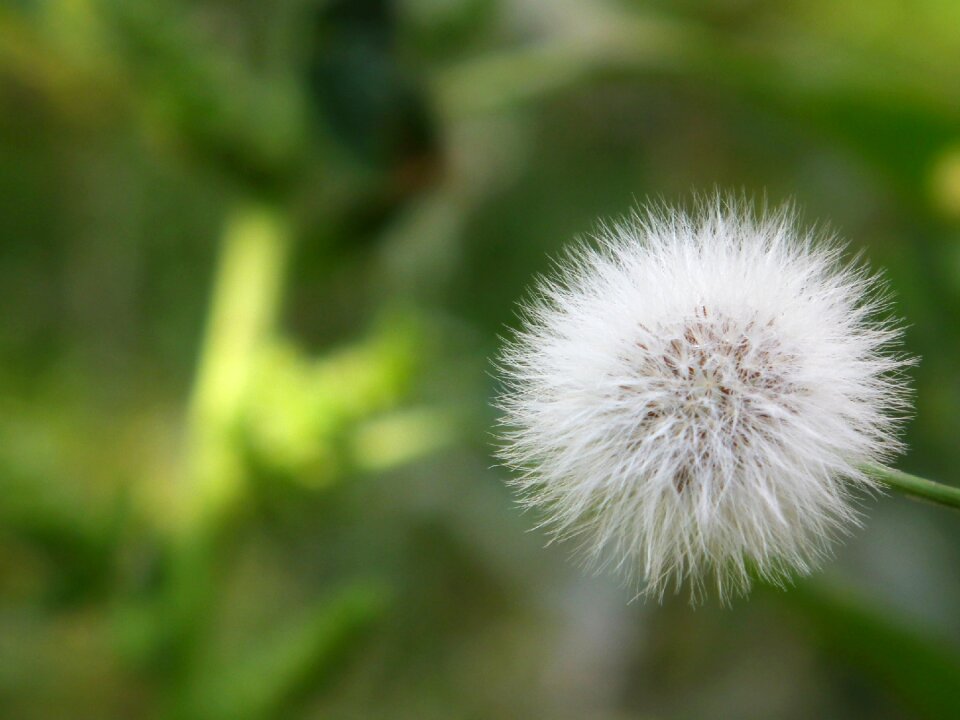 White seeds flowers of the field photo