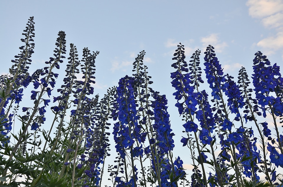 Lupinien nature plant