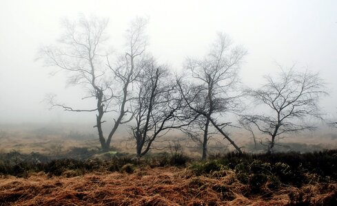 Plant meadow mood photo