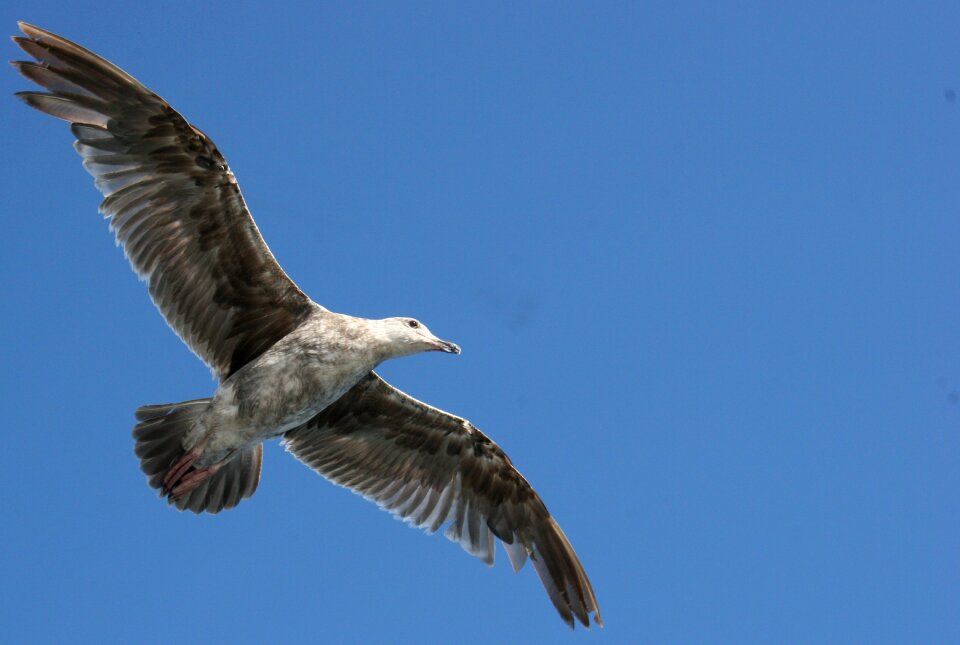 Flying bird sky