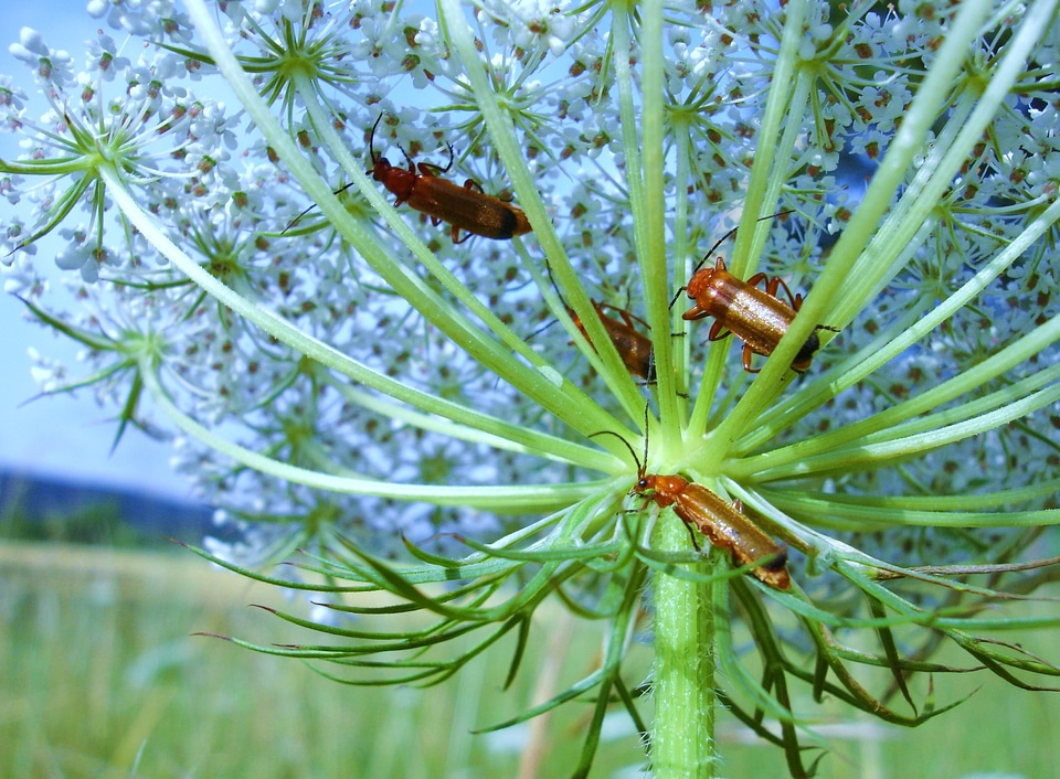 Beetle meadow insect