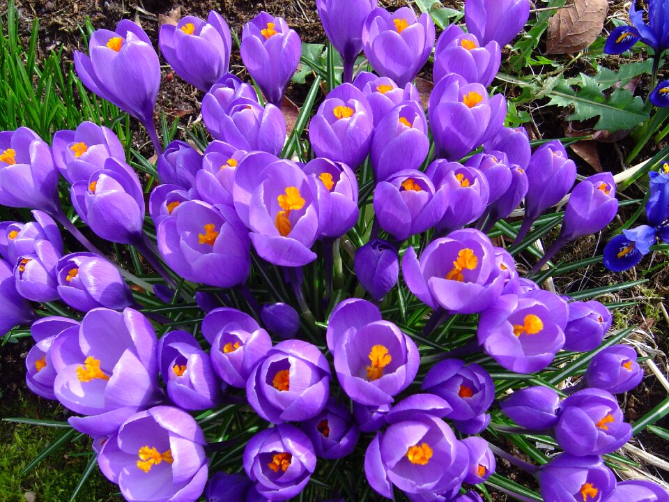 Blossom bloom plant
