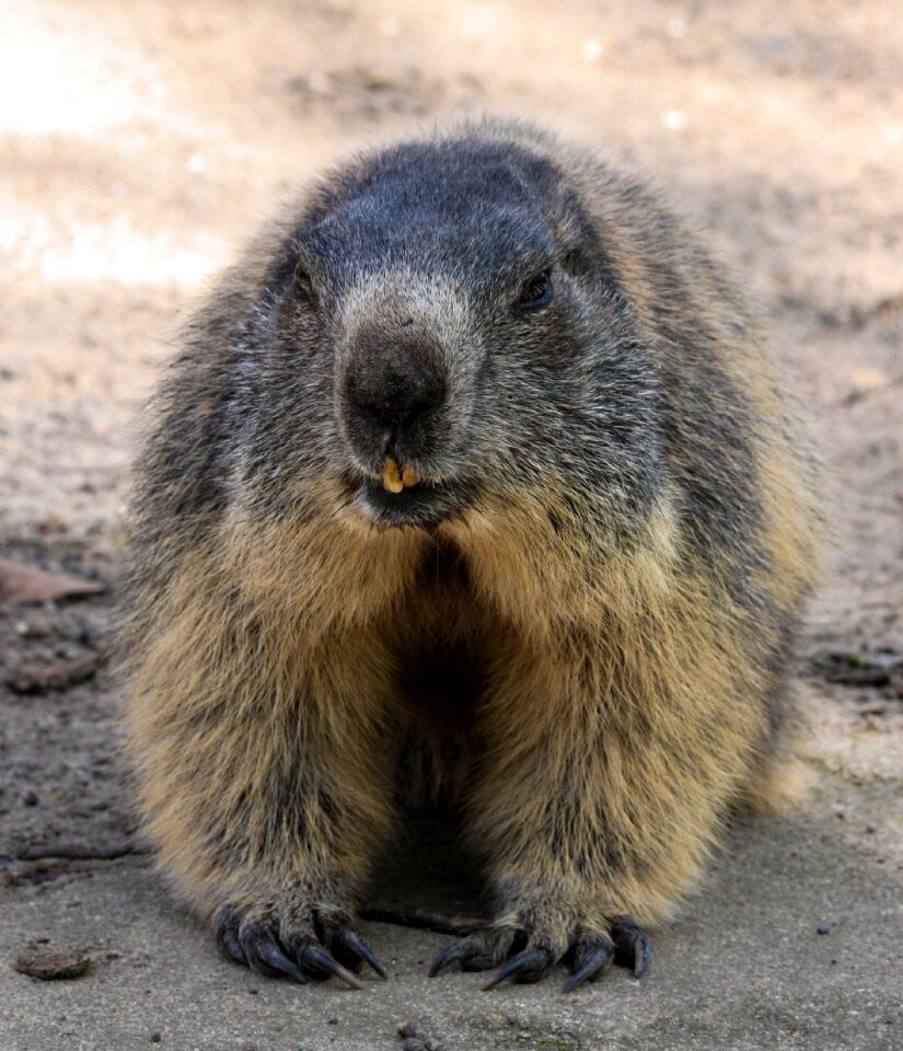 Alpine rodent furry
