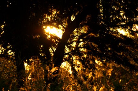 Nature paraguay south america