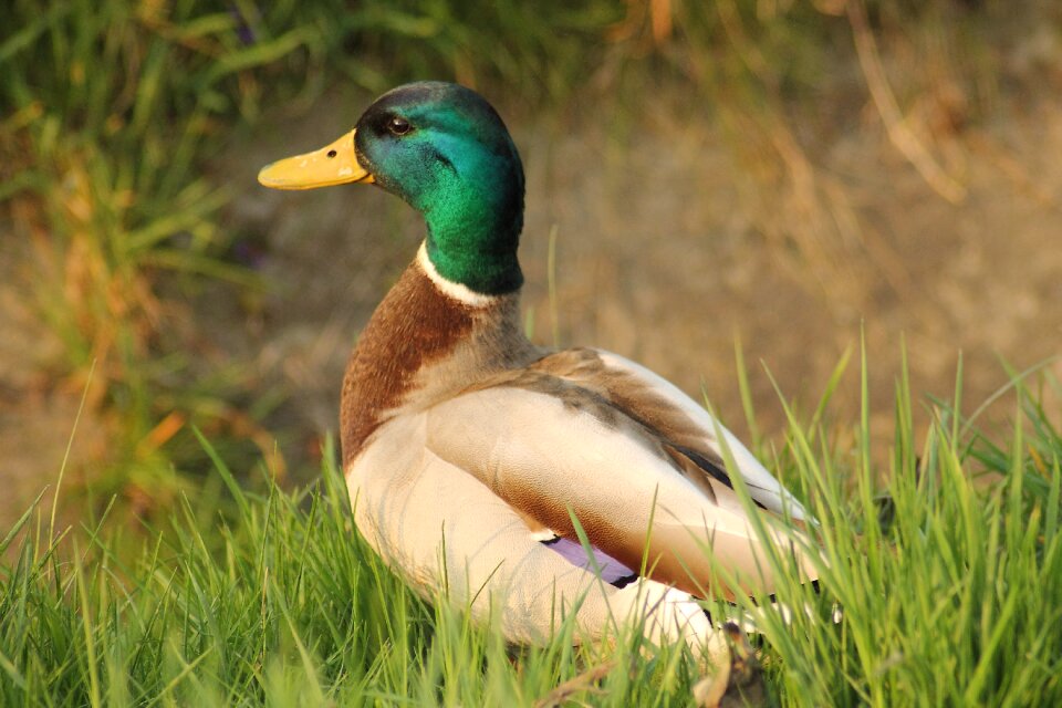 Water bird bird animals