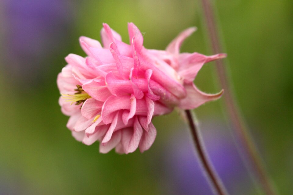 Flower pink flowers