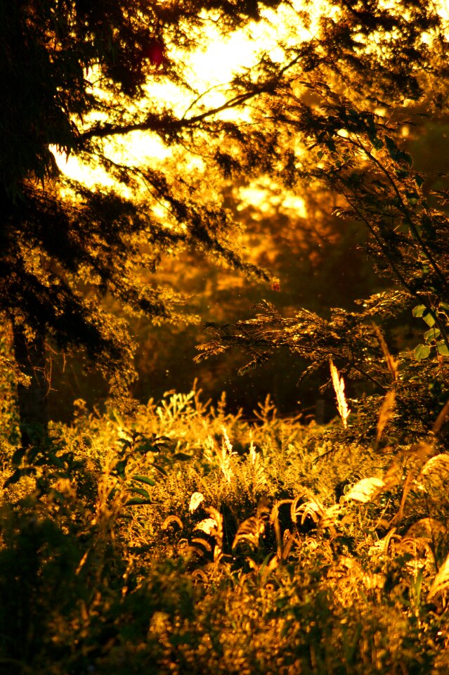 Nature paraguay south america