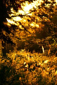 Nature paraguay south america