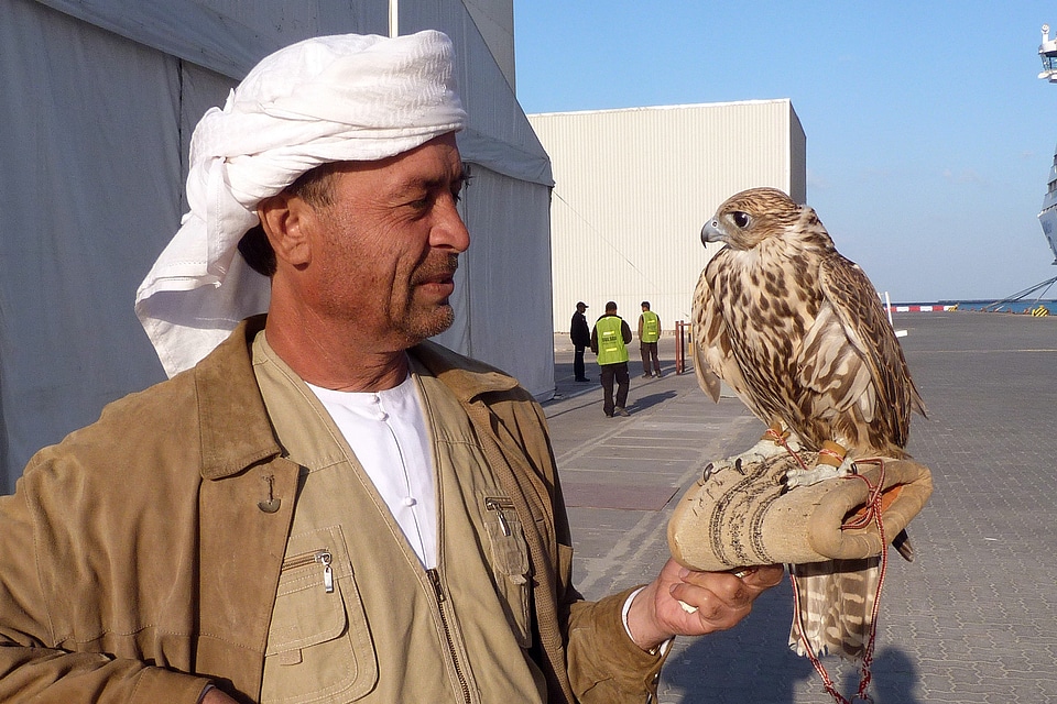 Falcon falkner pinnate