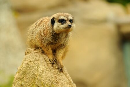 Zoo animal meerkat