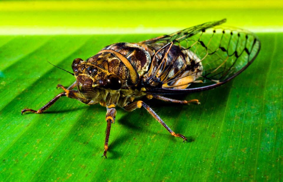 New insect whopper close up photo