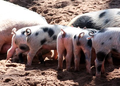 Piglet pet curly tail