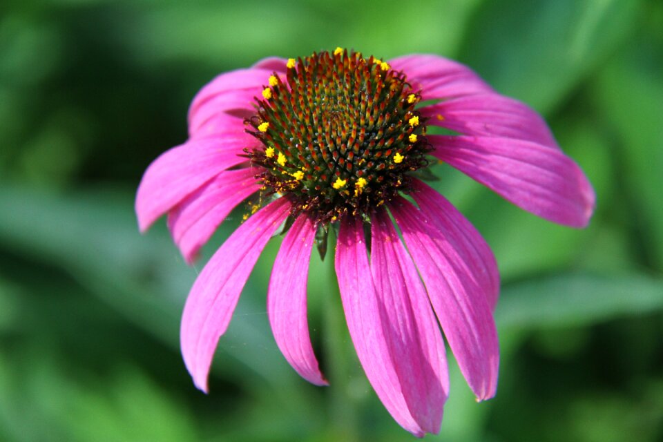 Bloom floral petal
