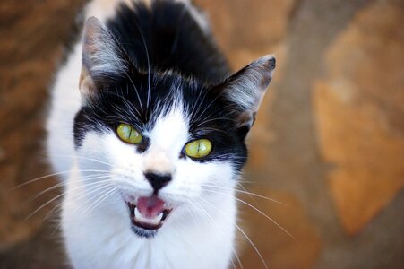 Cat face head pet