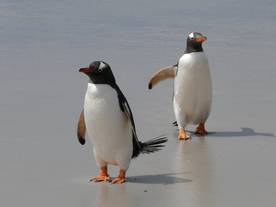 Birds waterfowl southern ocean