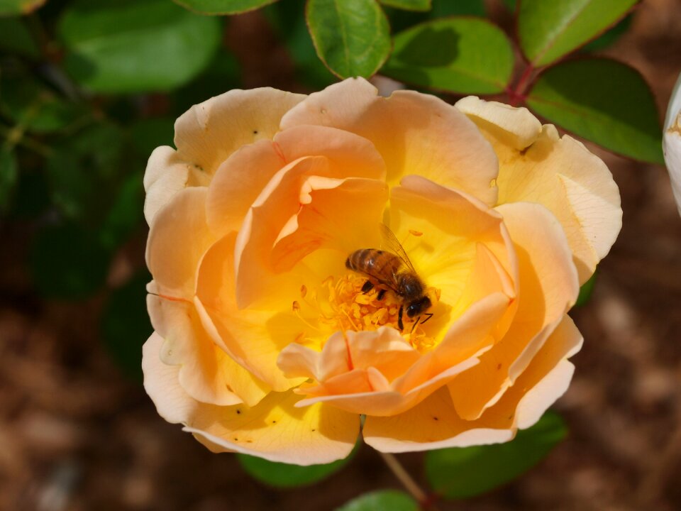 Flower garden bloom