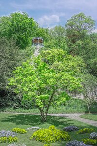 Magic tree garden city park photo