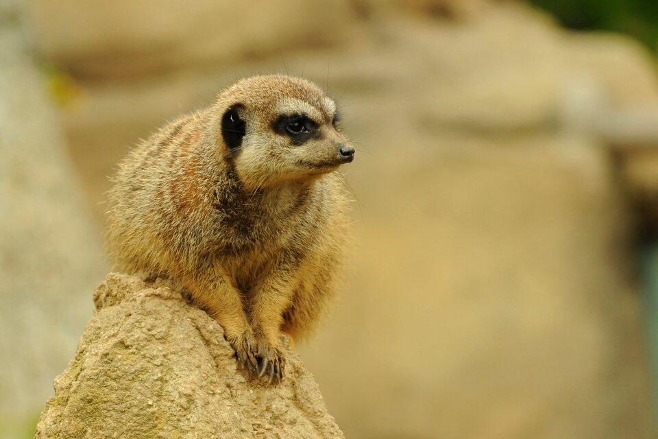 Zoo animal meerkat