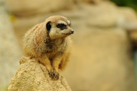 Zoo animal meerkat