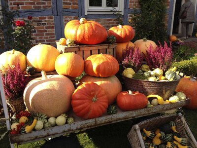 Autumn vegetables harvest