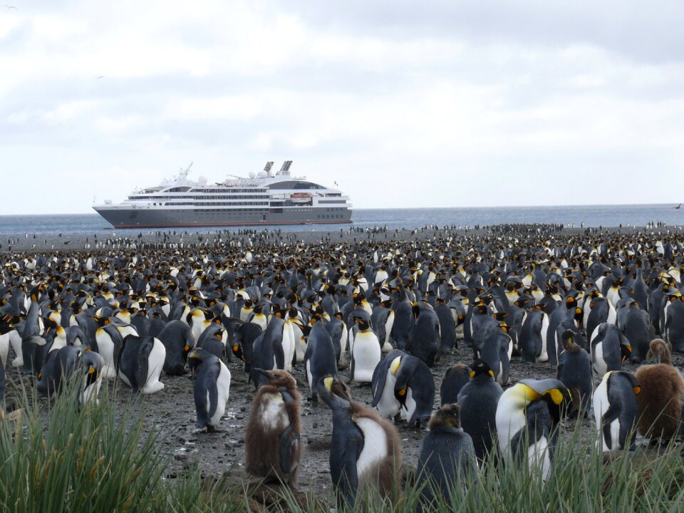 King penguin cruise penguins