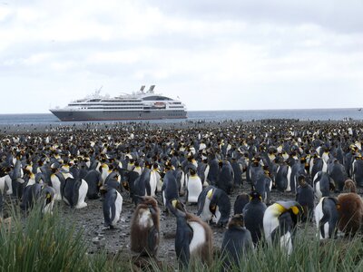 King penguin cruise penguins